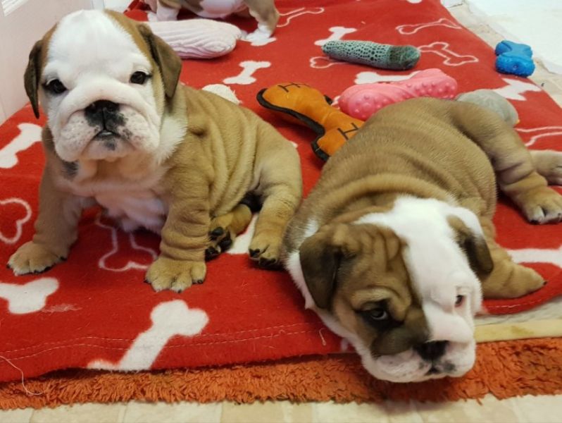 Regalo Bulldog inglese cuccioli disponibili