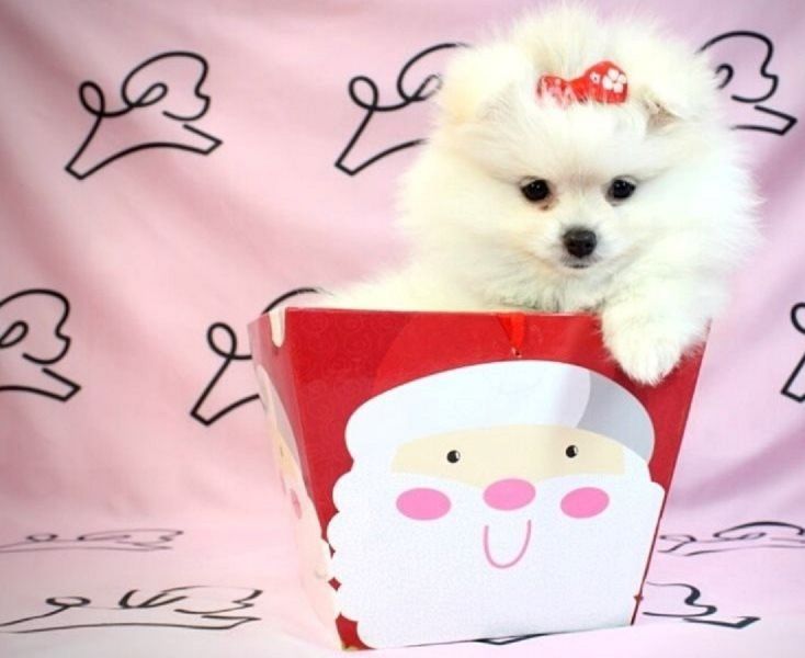 Regalo..Splendidi cuccioli di Pomerania
