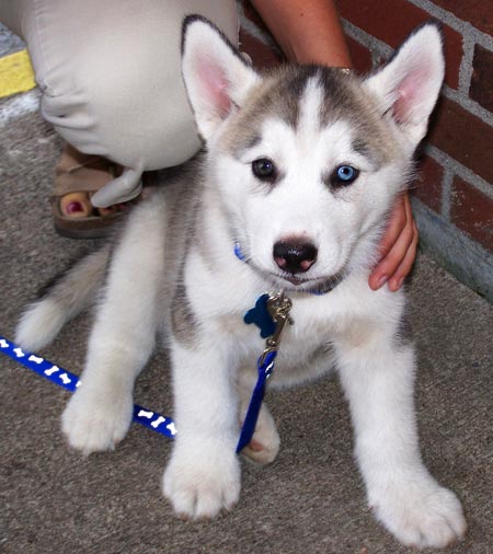 REGALO Cucciolo di Siberian HUSKY