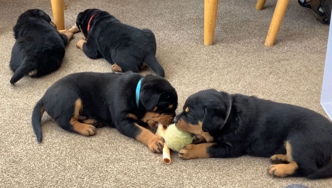 REGALO Cuccioli di rottweiler 1 femmine e un maschietto.