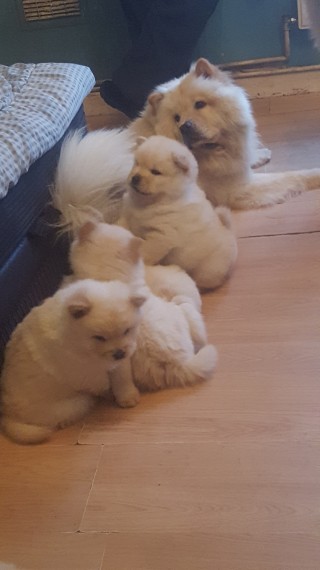  adorabili cuccioli di chow chow in regalo