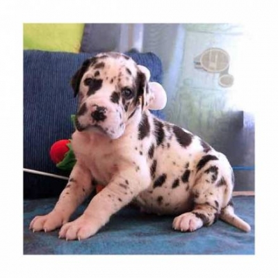 Regalo Cucciolo di Alano in pronta consegna i cuccioli verranno Dato dopo 90 giorni dalla nascita, p