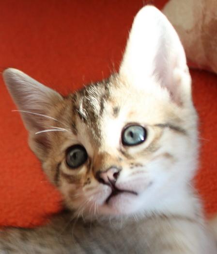  gattini Savannah   ( per regalo )