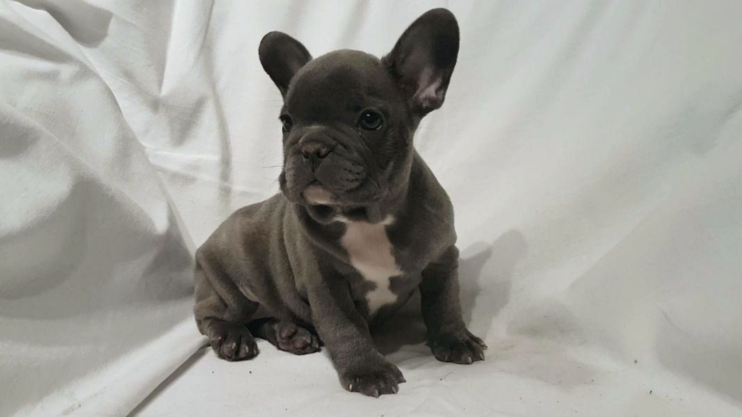 Molto bella e sani cuccioli di bulldog francese per adozione  