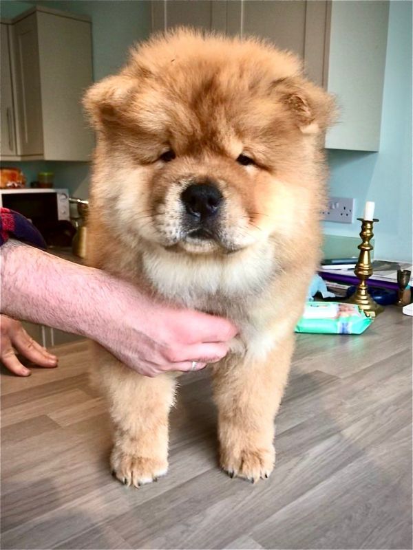 Regalo chow chow cuccioli introvabili cuccioli di chow chow intelligenti e dolcissimi attaccati al p