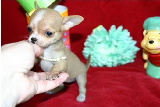 REGALO Cuccioli dolce e bella chihuahua toy