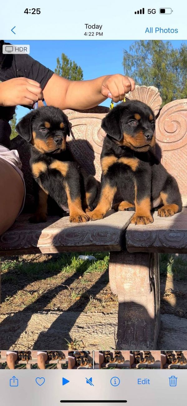  Regalo Splendidi cuccioli di Rottweiler