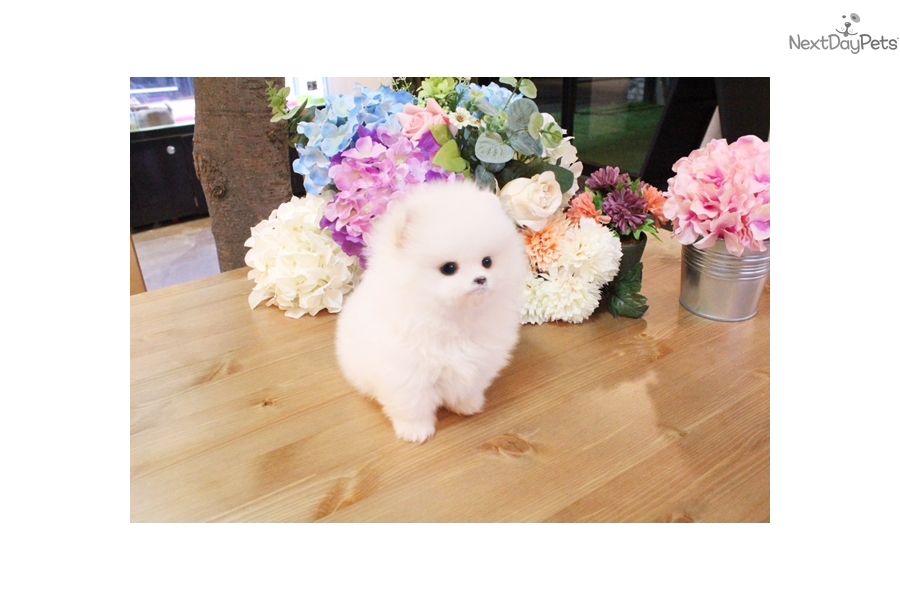 Molto bella e sani cuccioli di volpino pomeranian per adozione maschi e femmine disponibili (gratis)