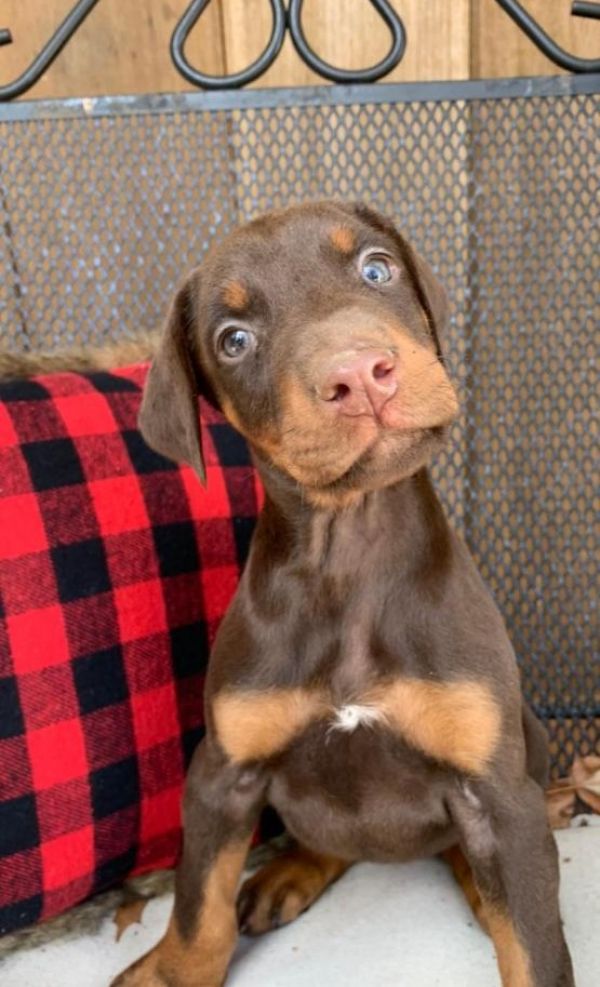 Regalo Cuccioli di Dorberman  in pronta consegna