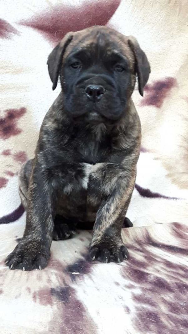 Maschio e femmina adorabile bulldog francese  cuccioli disponibili per l'adozione