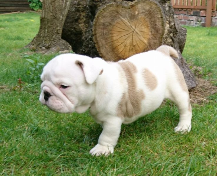 Regalo Bulldog inglese cuccioli disponibili