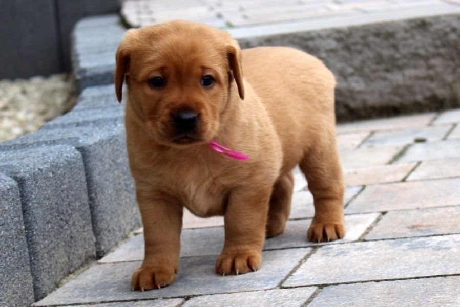 Labrador per adozione ( maschio e femmina )