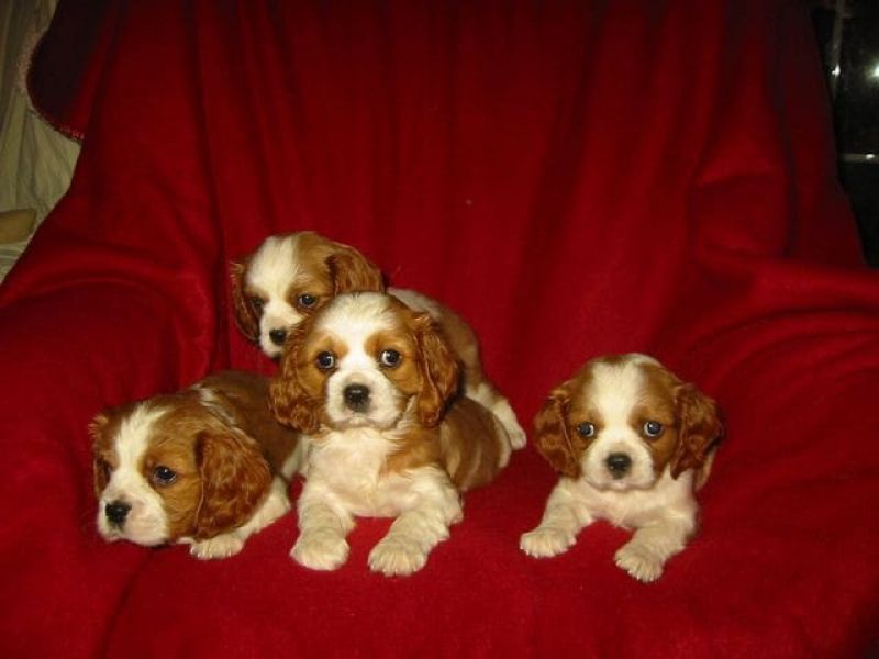 Cuccioli di cavalier king  per adozione ( regalo  )
