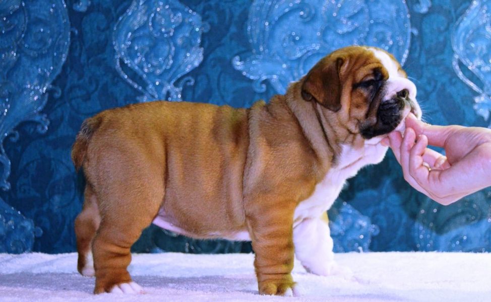 cuccioli di bulldog inglise  ( per regalo )