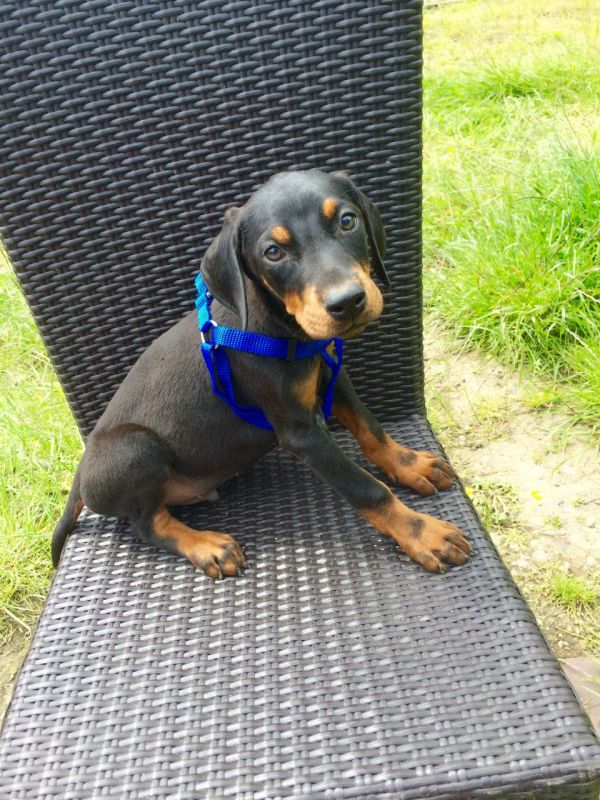 Regalo adorabili cuccioli  Dobermann  femminucce e maschietti disponibili verranno ceduti con pedigr