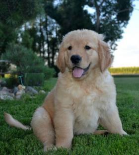 REGALO CUCCIOLI DI GOLDEN RETRIEVER DISPONIBILI CONTATTACI SUBITO  Disponibili subito 2 splendidi pu