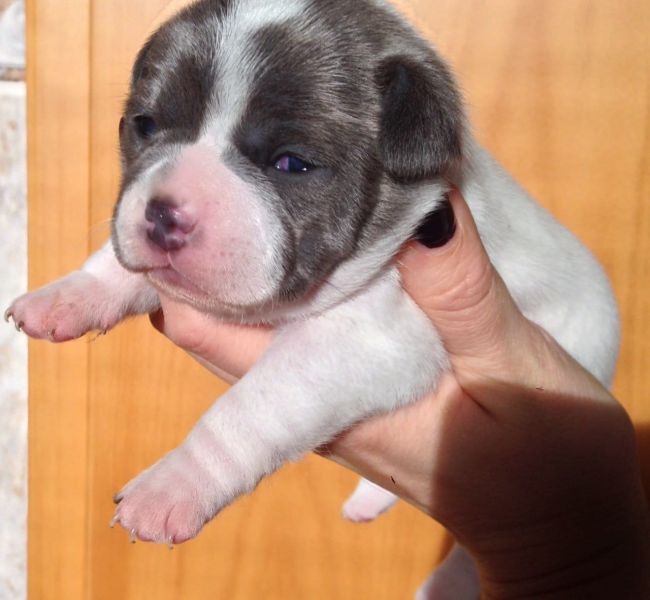 Cuccioli di Bulldog Francese ( per regalo )