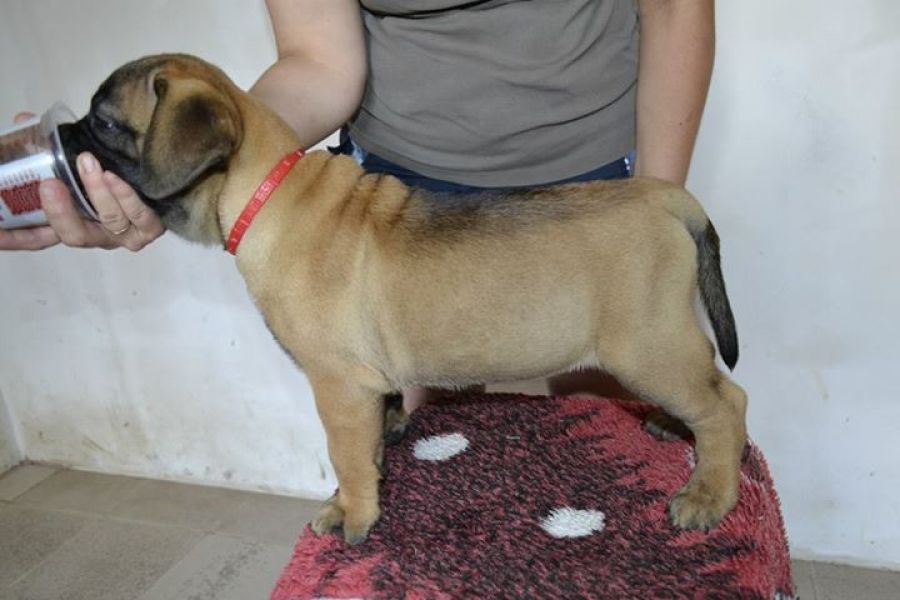 Regalo abbiamo cuccioli di bullmastiff