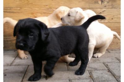     Regalo bellissimi cuccioli di labrador 