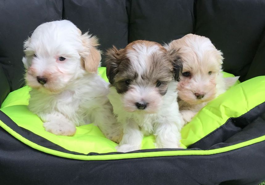 REGALO Dolci cuccioli Maltese per l'adozione abbiamo cuccioli Maltese molto felice e sorprendente. A