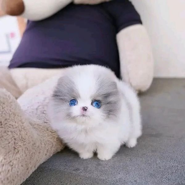Regalo Spitz di Pomerania - cucciola bellissima