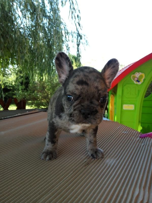  cuccioli di razza bulldog francese per adozione 