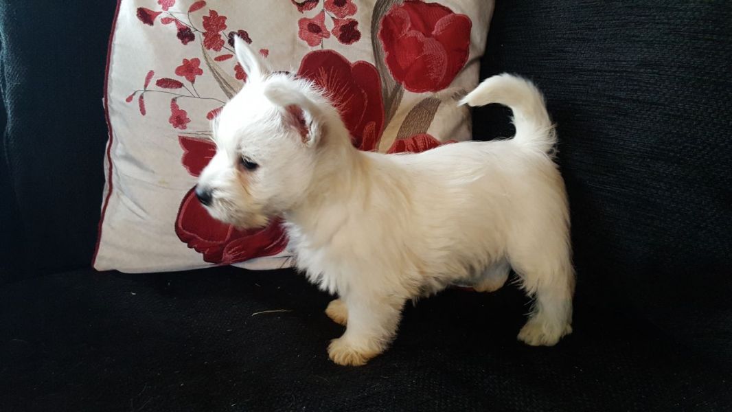 AKC West Highland White Terrier
