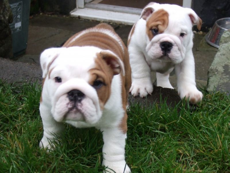 Regalo Bulldog inglese cuccioli disponibili