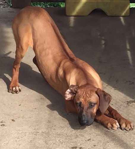 Rhodesian ridgeback