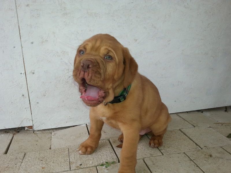 Cuccioli di dogue bordeaux per adozione ( regalo  )
