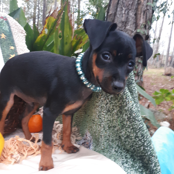 Regalo  cuccioli PINSCHER