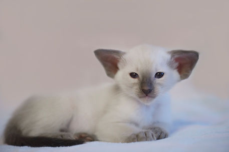  regalo siamese gattini  disponibili per l'adozione