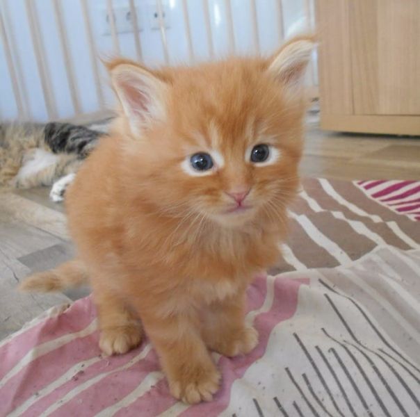 Molto bella e sani gattini main coon  per adozione maschi e femmine disponibili   (gratis)
