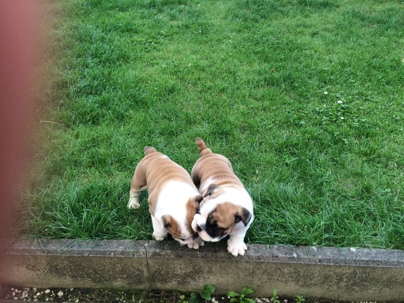  cuccioli di bulldog inglise  per adozione ( regalo  )