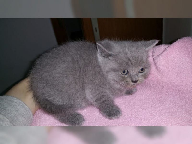 BRITISH SHORTHAIR,  (IN REGALO) Disponibili subito bellissimi gattini british