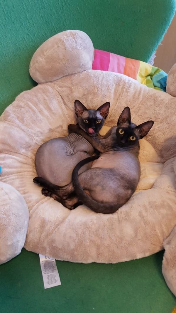 Molto bella e sani gattini Sphynx  per adozione maschi e femmine disponibili (gratis) 