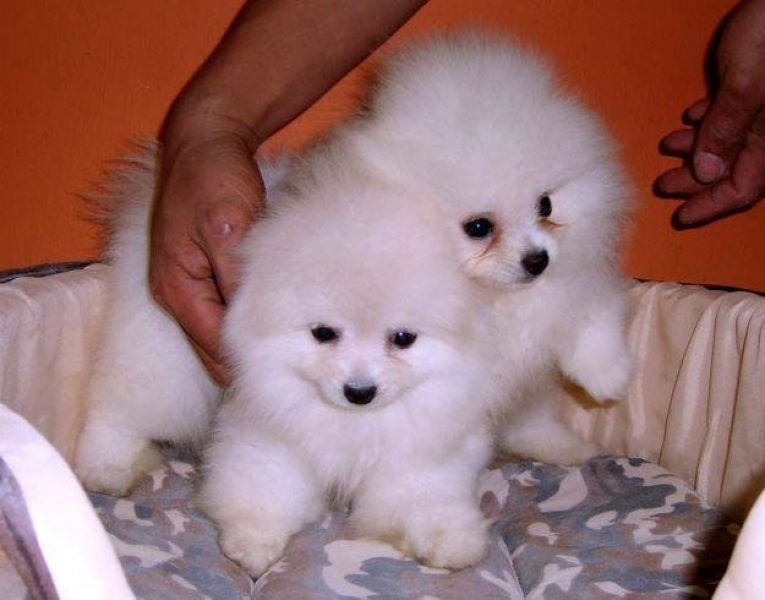  cuccioli di volpino pomeranian  per adozione ( regalo  )