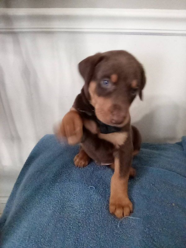 Regalo cuccioli di doberman Pinscher disponibili. 