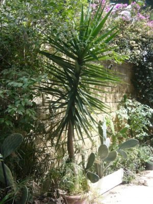 Bellssime piante grasse