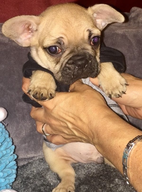Cuccioli di razza bulldog francese per adozione 