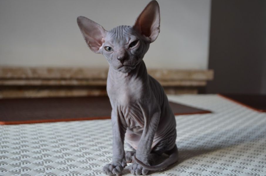 Gattini Sphinx carino bella loof