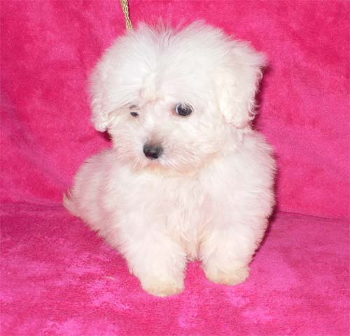 REGALO Dolci cuccioli Maltese per l'adozione.