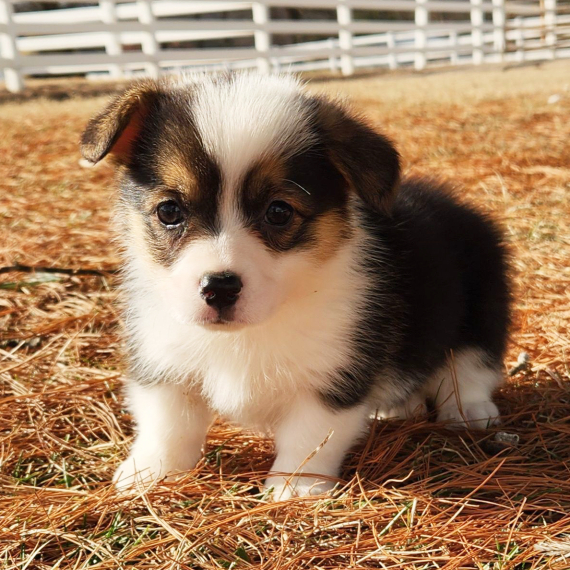 REGALO Cuccioli  di Pembroke Welsh Corgi