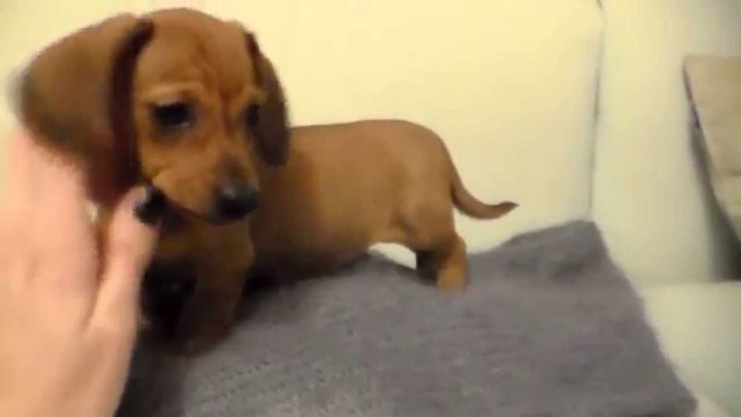  Regalo adorabili cuccioli di  Bassotto femminucce e maschietti disponibili per l'adozione gratuita 