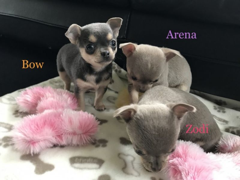 Regalo cuccioli di chihuahua Mini toy