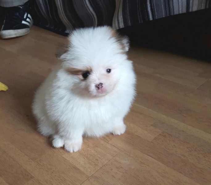 Cuccioli pomeridiani alzati in casa disponibili