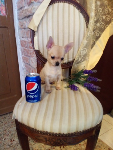 Chihuahua bellissimo cucciolo privato vende
