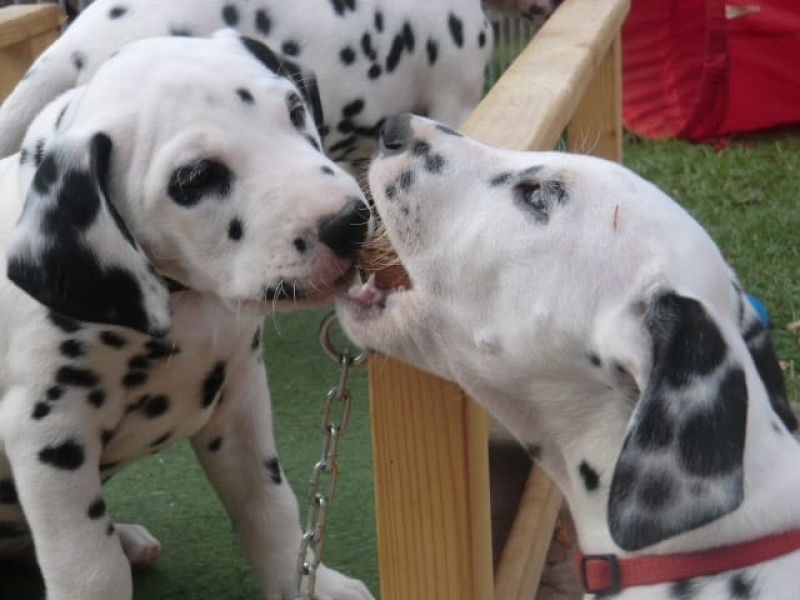  regalo cuccioli di dalmata disponibili per l'adozione