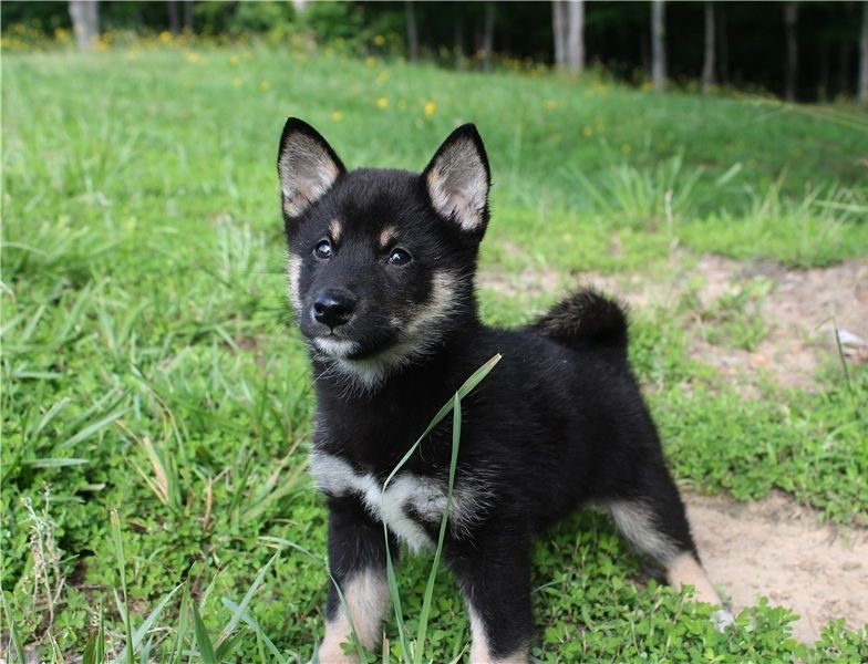 Regalo Cuccioli di Shiba inu  in pronta consegna i cuccioli verranno Dato dopo 90 giorni dalla nasci
