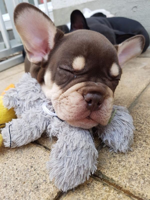 Adorabili cuccioli di Bulldog Francese femminucce e maschietti disponibili per l'adozione